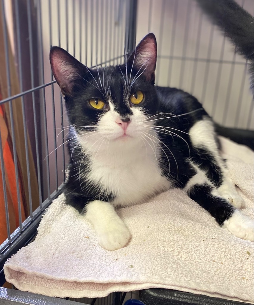 Aggie, an adoptable Domestic Short Hair in Portland, IN, 47371 | Photo Image 1