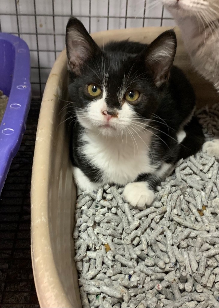 Aggie, an adoptable Domestic Short Hair in Portland, IN, 47371 | Photo Image 2