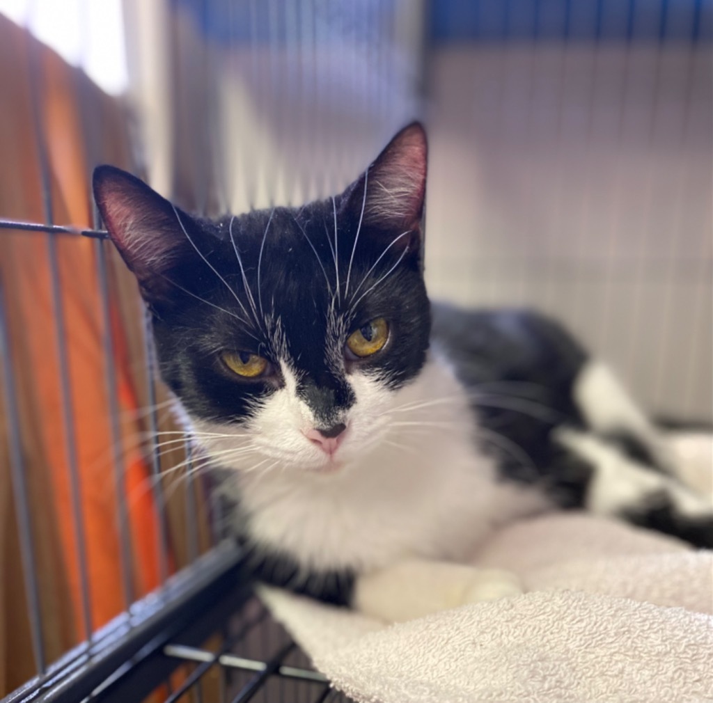 Aggie, an adoptable Domestic Short Hair in Portland, IN, 47371 | Photo Image 4