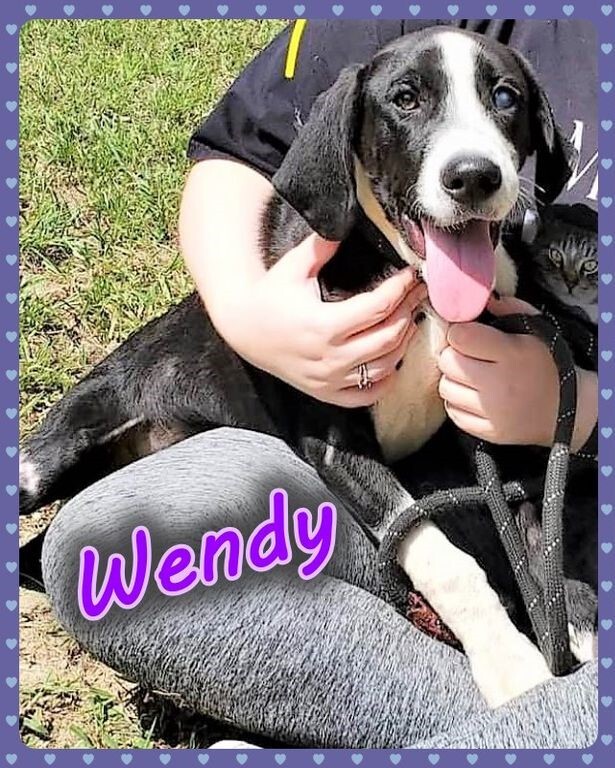 Wendy Darling Puppy 2