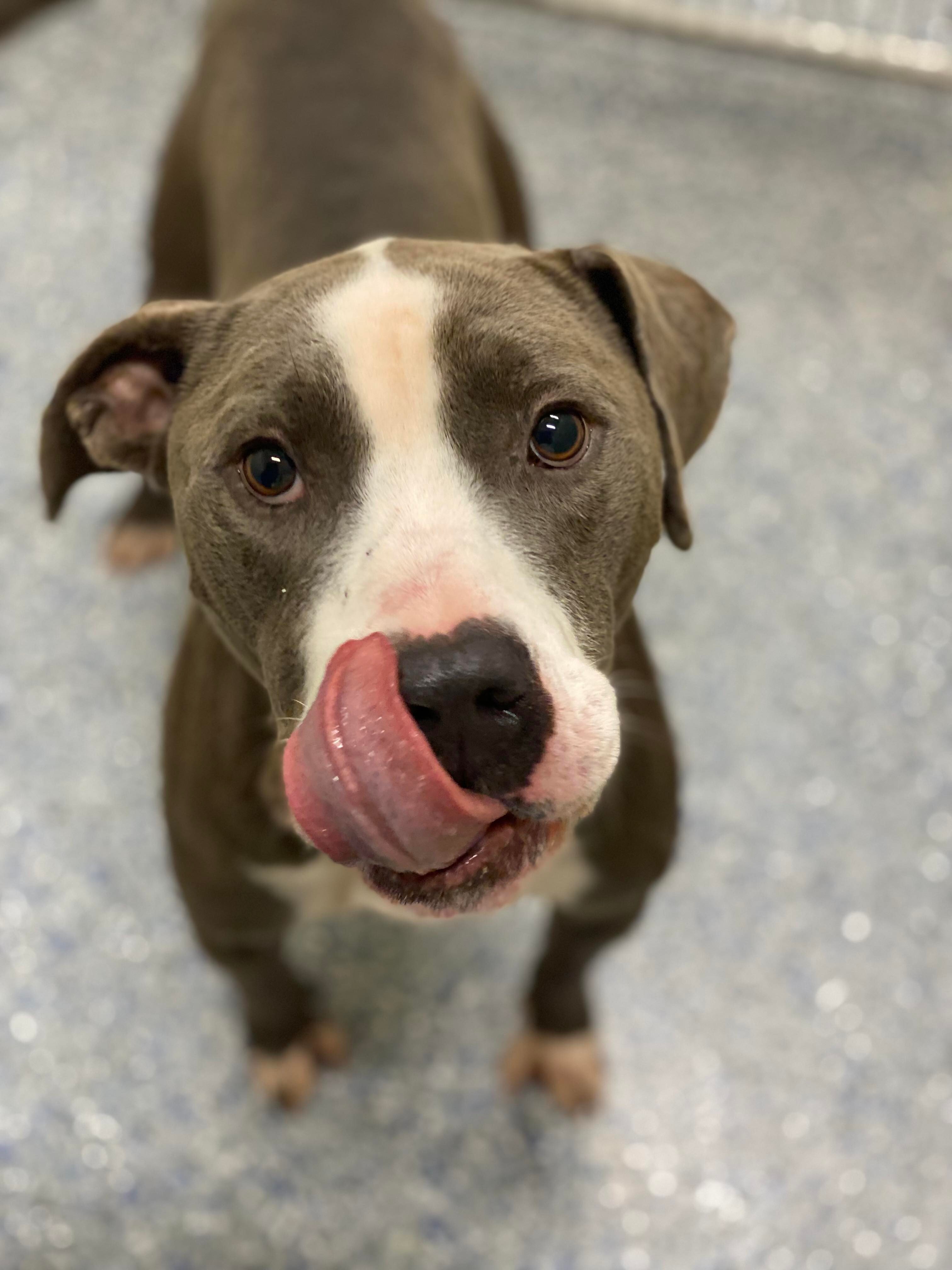 Koda (In a foster home), an adoptable Terrier, Mixed Breed in Baton Rouge, LA, 70820 | Photo Image 1