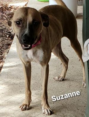 Labrador Retriever For Sale Pets Aiken Recycler Com