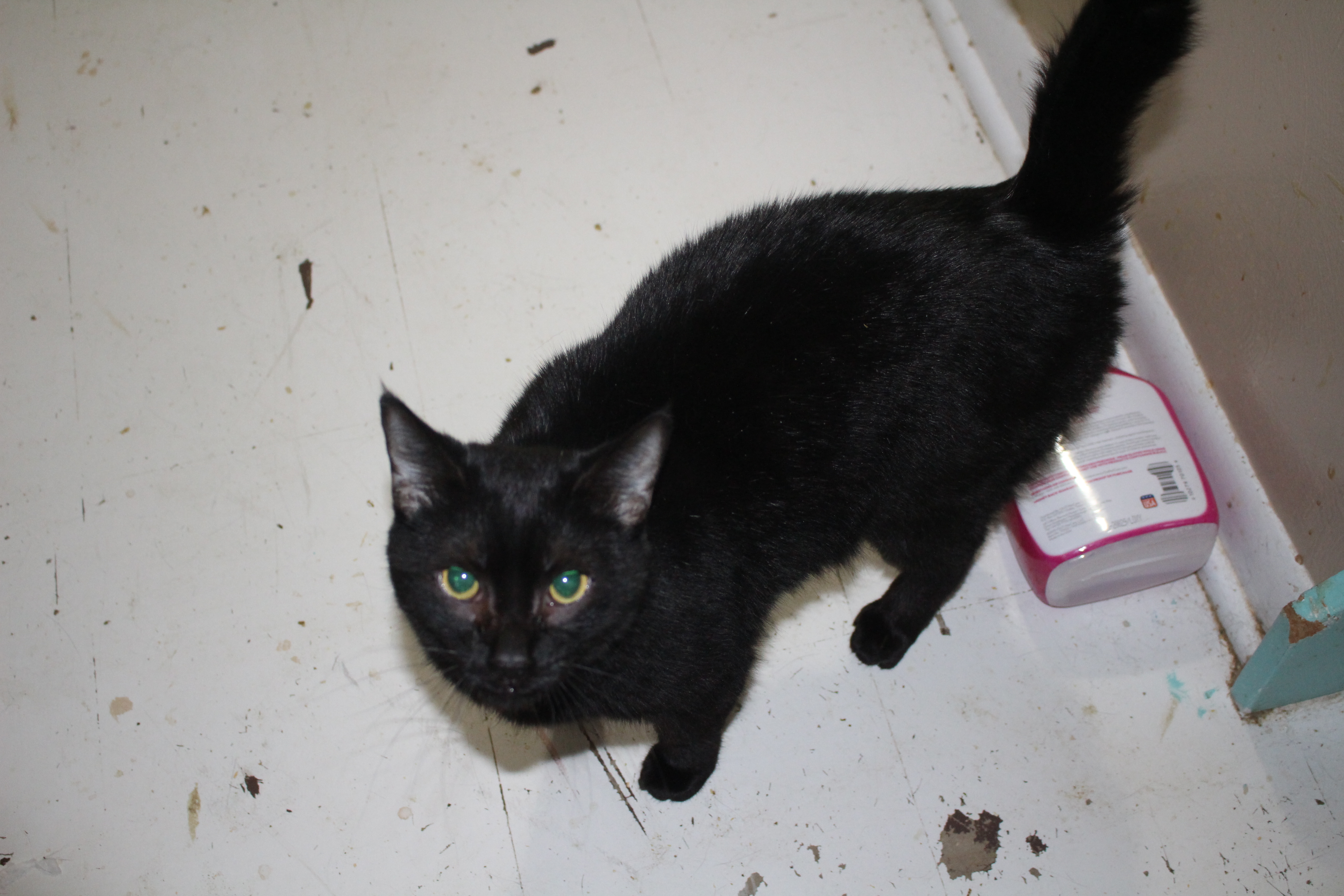 Slick, an adoptable Domestic Short Hair, American Shorthair in Stahlstown, PA, 15687 | Photo Image 3