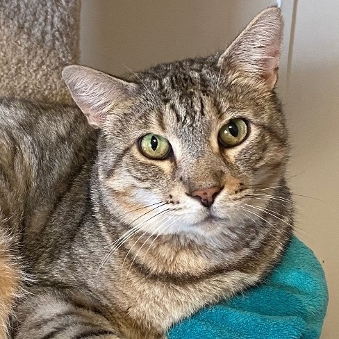 Sammy, an adoptable Bengal, Domestic Short Hair in Goshen, IN, 46526 | Photo Image 1