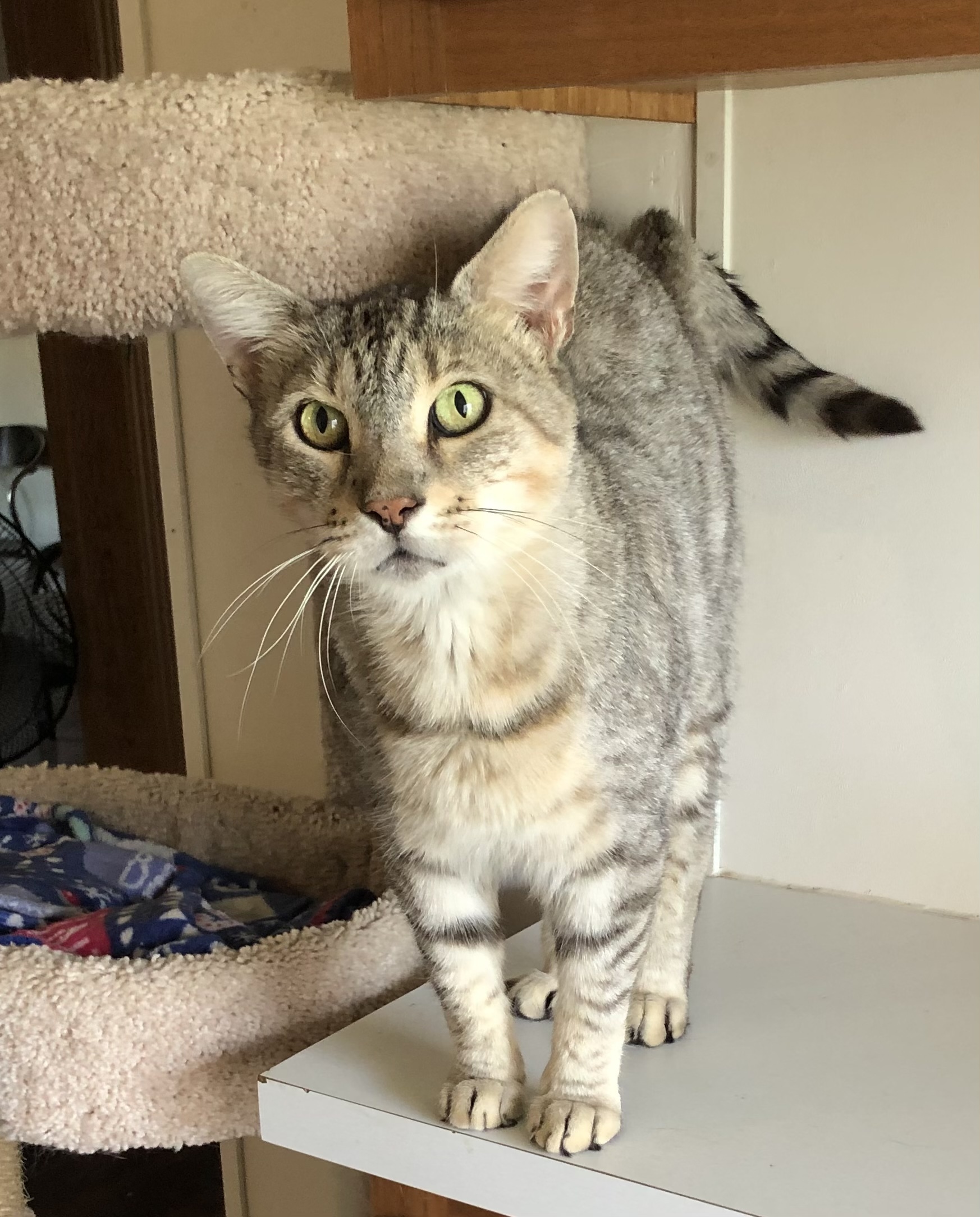 Sammy, an adoptable Bengal, Domestic Short Hair in Goshen, IN, 46526 | Photo Image 3
