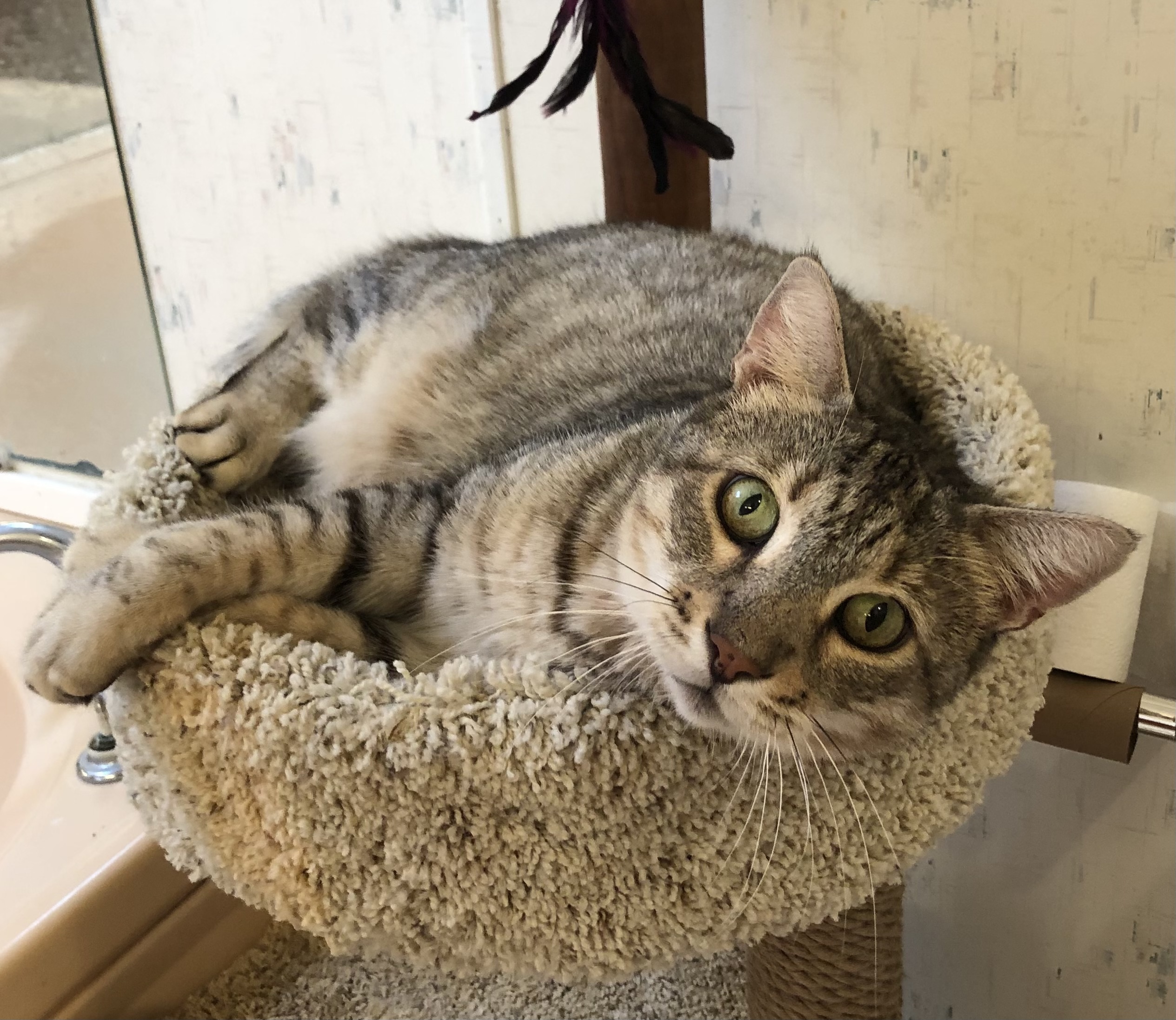 Sammy, an adoptable Bengal, Domestic Short Hair in Goshen, IN, 46526 | Photo Image 5