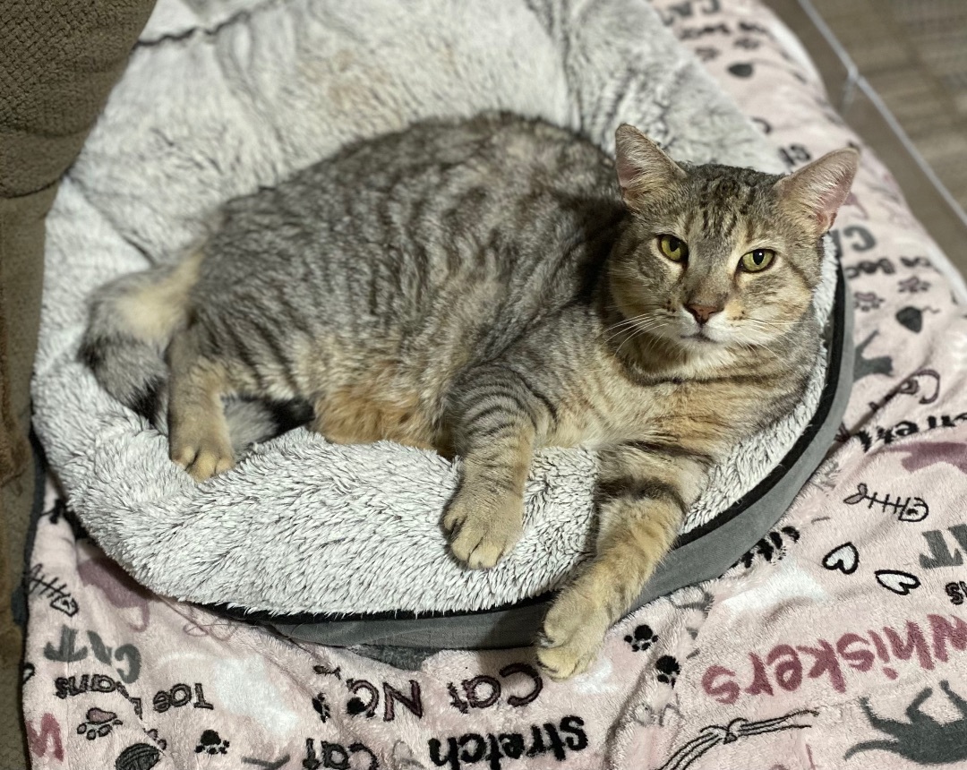Sammy, an adoptable Bengal, Domestic Short Hair in Goshen, IN, 46526 | Photo Image 6