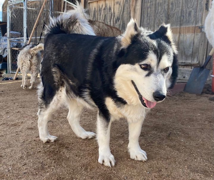 Dog for adoption - SASHA , a Siberian Husky & Klee Kai Mix in Yucca Valley,  CA