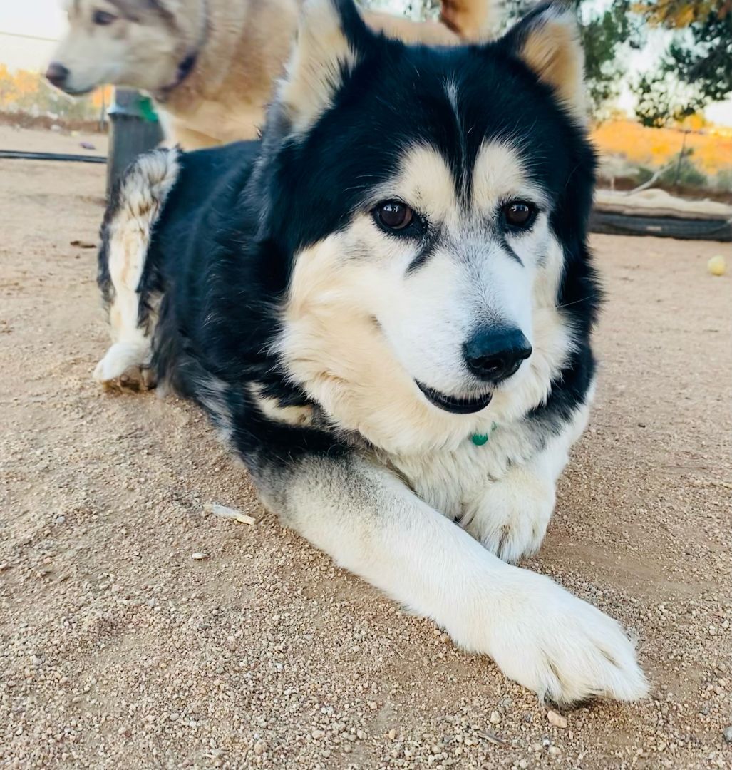 Dog for adoption - SASHA , a Siberian Husky & Klee Kai Mix in Yucca Valley,  CA