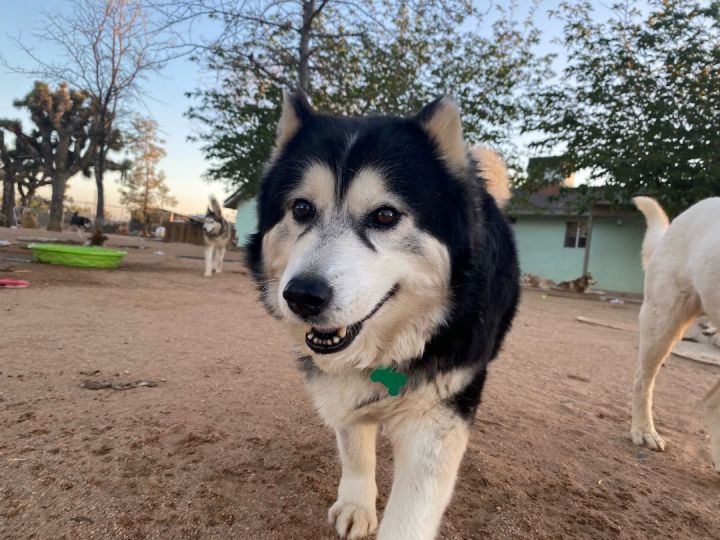 Dog for adoption - SASHA , a Siberian Husky & Klee Kai Mix in Yucca Valley,  CA