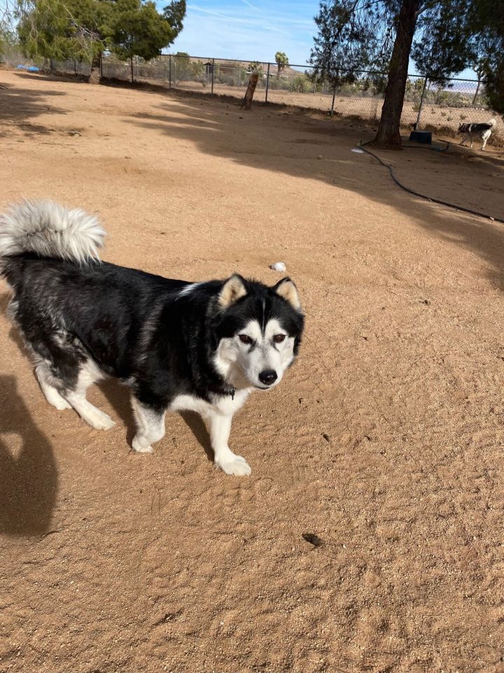 Alaskan Klee Kai - Training Course on Alaskan Klee Kai