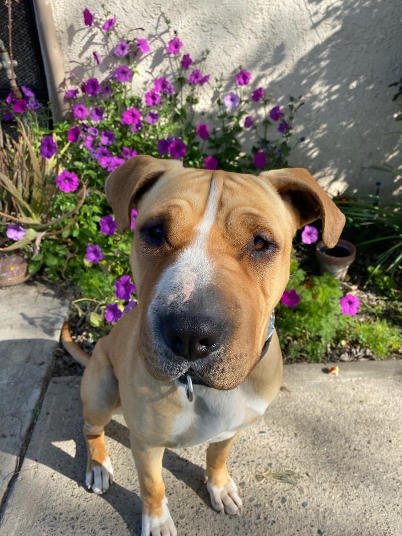 Hannah, an adoptable Pit Bull Terrier, Shar-Pei in Tracy, CA, 95376 | Photo Image 1