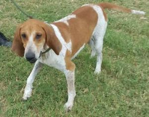 Jewel is a three-year old purebred Redtick hound looking for a good home She was rescued from San