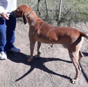 Hank is a 5-year-old Coonhound looking for a new home.