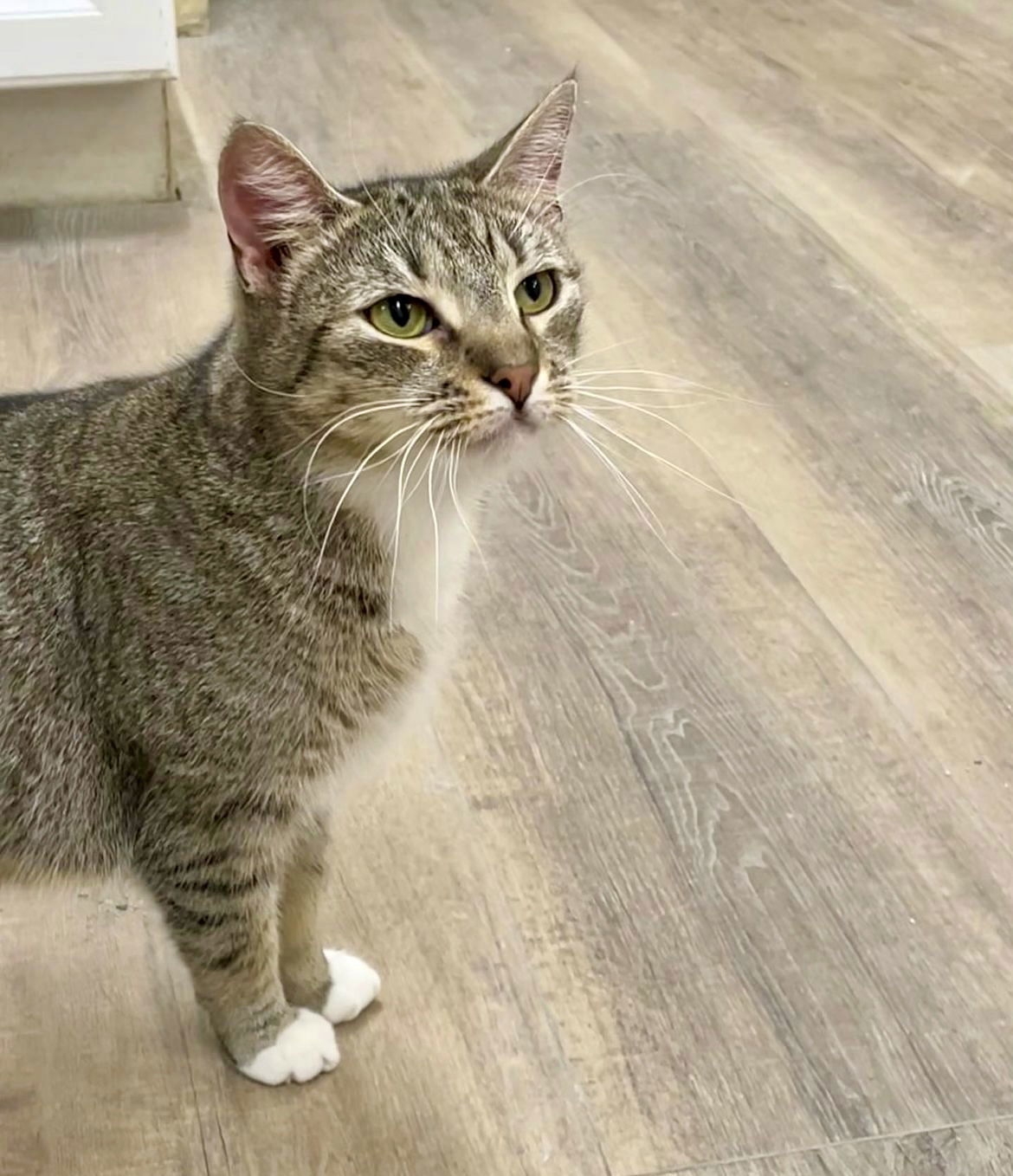 JANIE, an adoptable Domestic Short Hair, Tabby in Massapequa, NY, 11758 | Photo Image 1