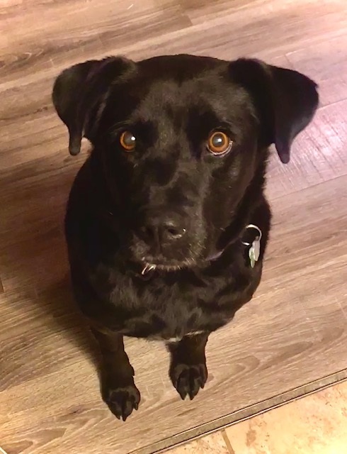 Brinley, an adopted Labrador Retriever Mix in Springfield, MO_image-3