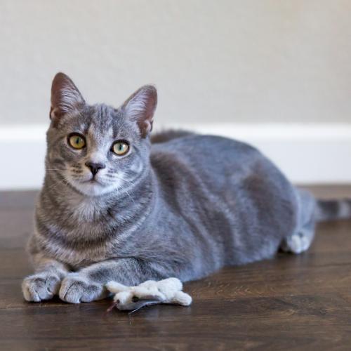 Harry, an adoptable Tabby & Domestic Short Hair Mix in Springfield, OR_image-3