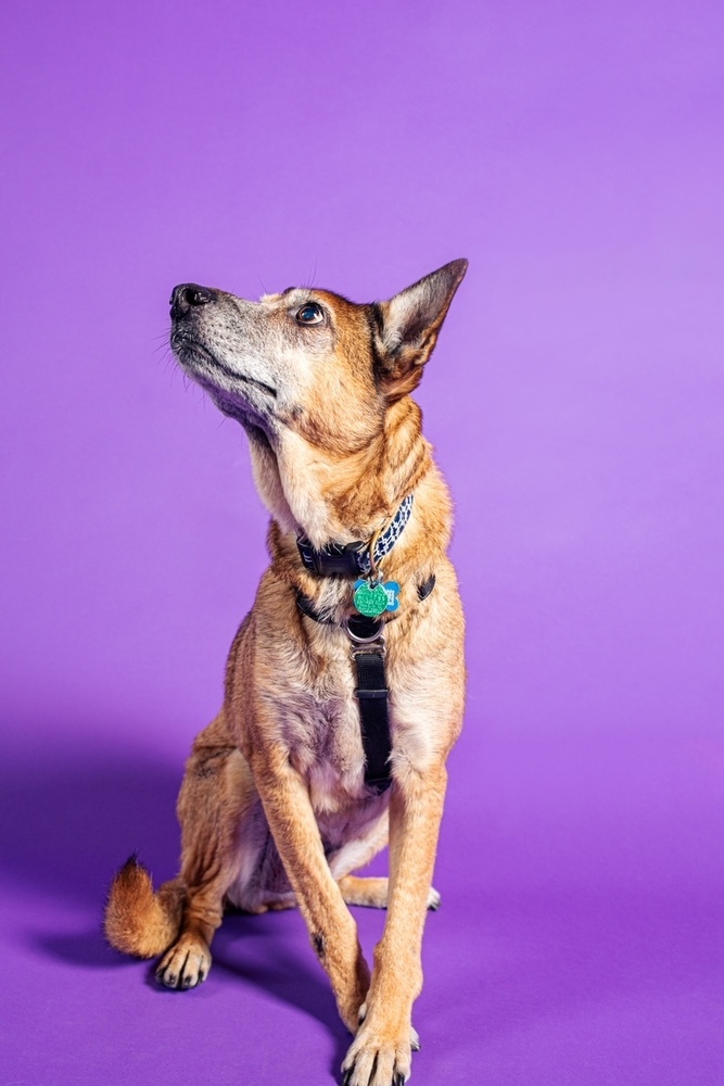 Tori, an adoptable Shepherd, German Shepherd Dog in New Albany, OH, 43054 | Photo Image 1