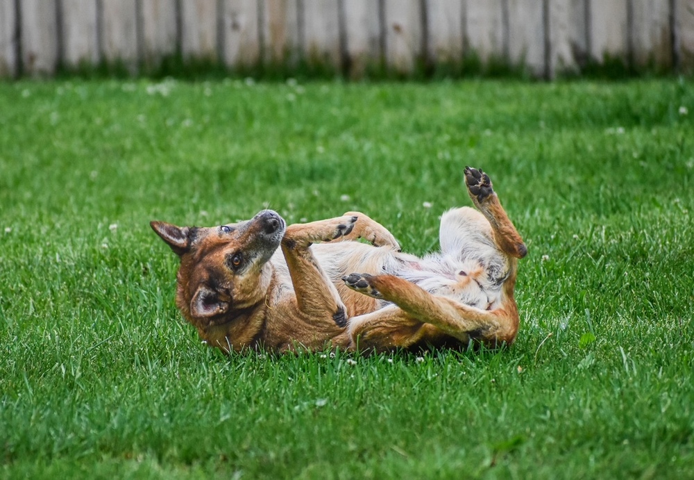 Tori, an adoptable Shepherd, German Shepherd Dog in New Albany, OH, 43054 | Photo Image 2