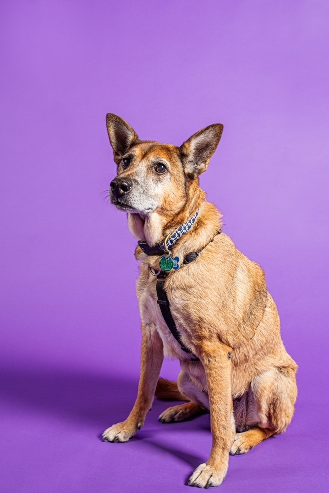 Tori, an adoptable Shepherd, German Shepherd Dog in New Albany, OH, 43054 | Photo Image 2