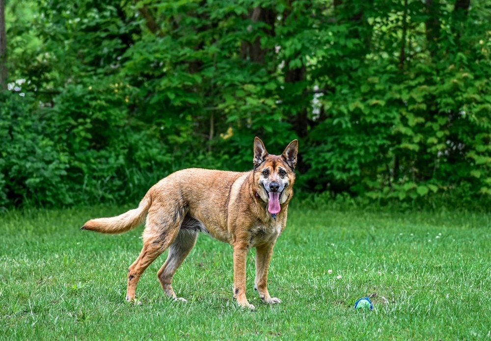 Tori, an adoptable Shepherd, German Shepherd Dog in New Albany, OH, 43054 | Photo Image 3