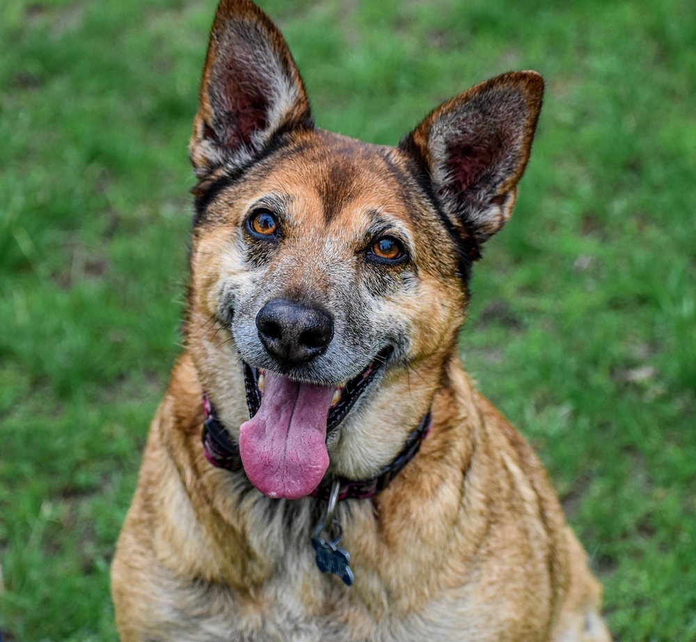 Tori, an adoptable Shepherd, German Shepherd Dog in New Albany, OH, 43054 | Photo Image 3