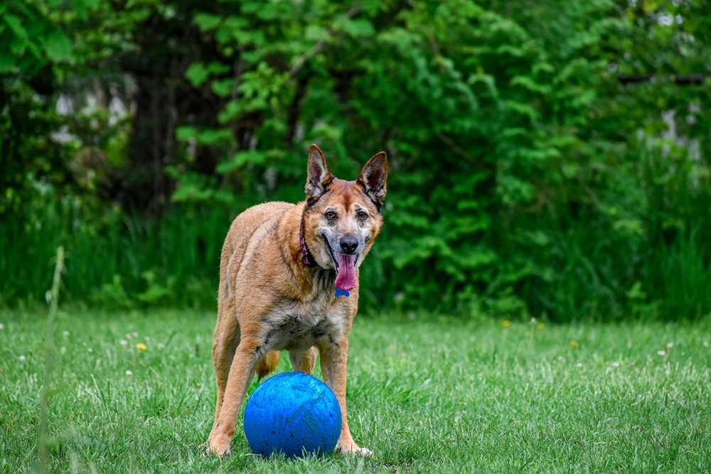 Tori, an adoptable Shepherd, German Shepherd Dog in New Albany, OH, 43054 | Photo Image 4