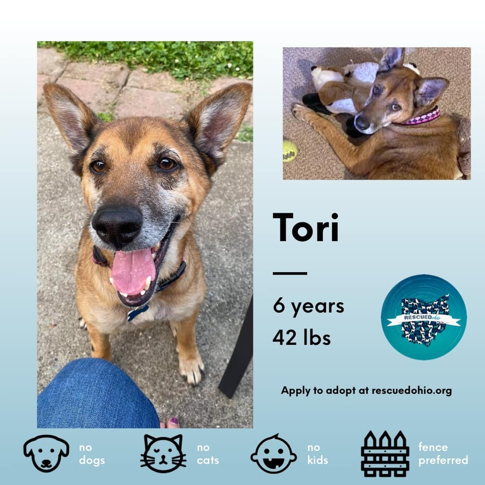 Tori, an adoptable Shepherd, German Shepherd Dog in New Albany, OH, 43054 | Photo Image 5