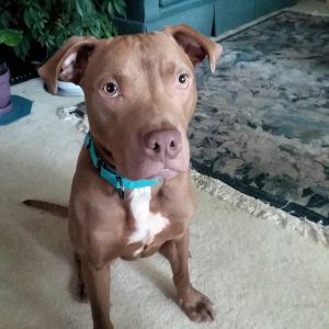 Dogs For Adoption Near Milwaukee Wi Petfinder