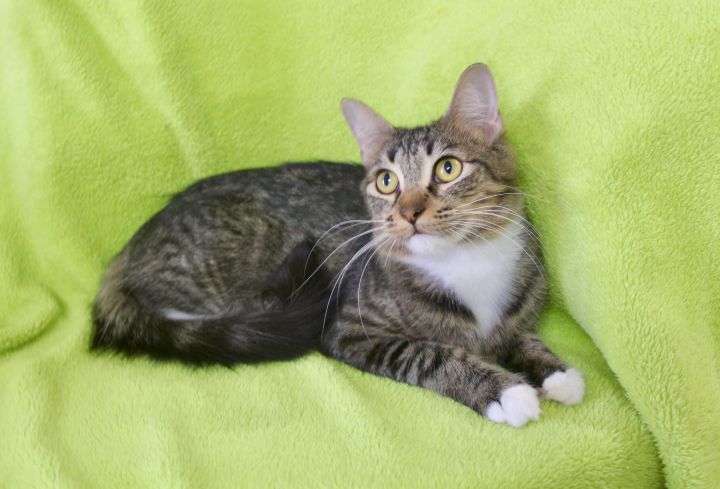Caring Candy, an adopted Domestic Medium Hair & Tuxedo Mix in Saint Augustine, FL_image-6