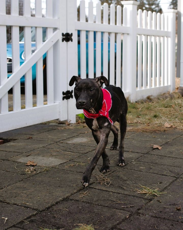 Bo , an adoptable Terrier Mix in Somers, CT_image-4