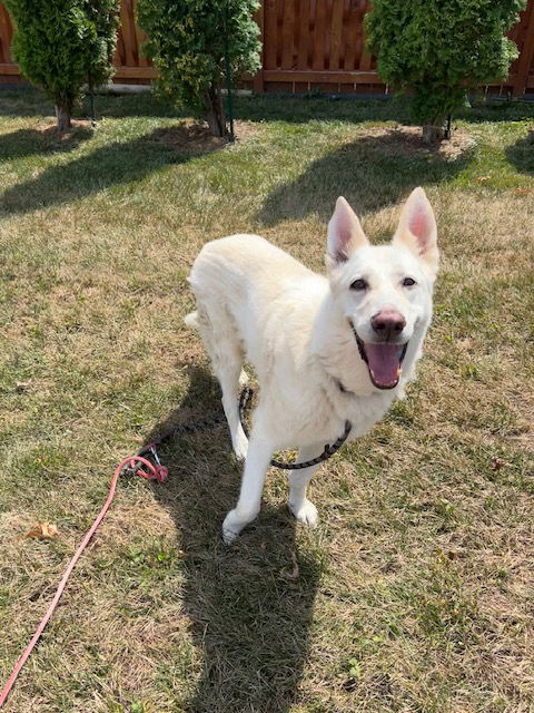 Jesse, an adoptable German Shepherd Dog in Baltimore, MD, 21203 | Photo Image 1