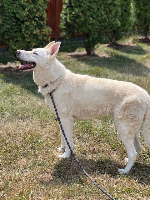 Jesse, an adoptable German Shepherd Dog in Baltimore, MD, 21203 | Photo Image 2