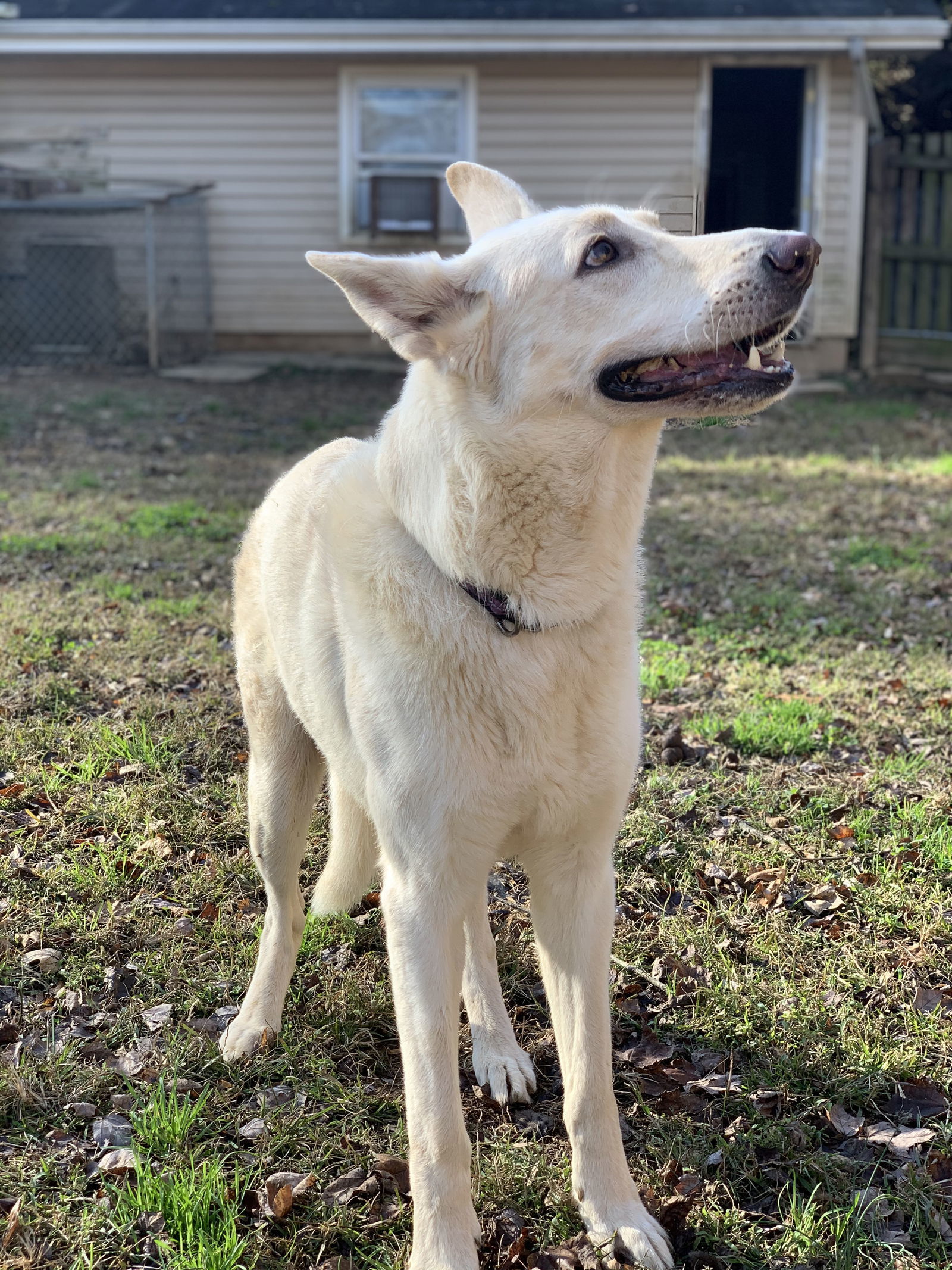 Jesse, an adoptable German Shepherd Dog in Baltimore, MD, 21203 | Photo Image 3