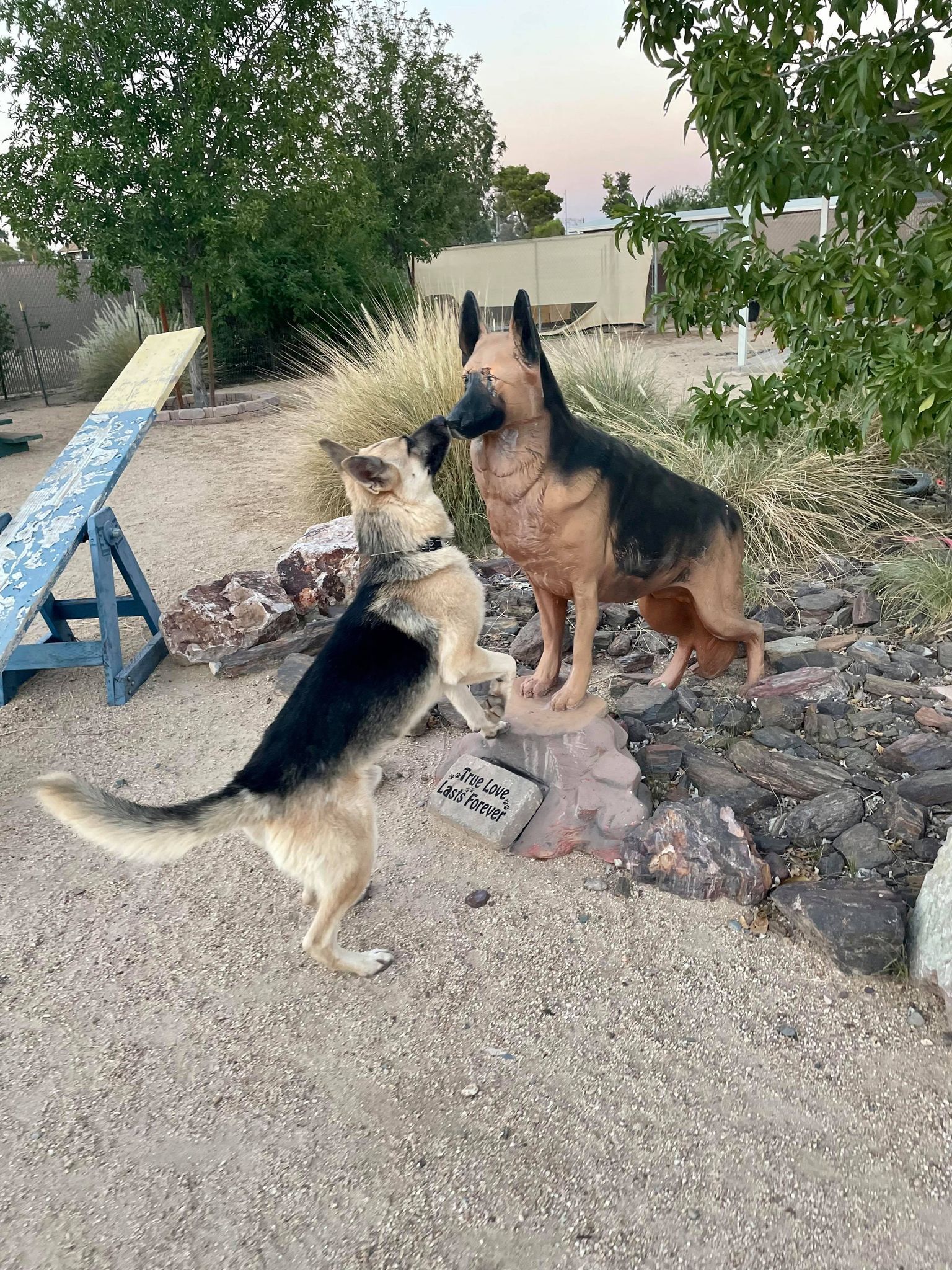 Cosmo, an adoptable German Shepherd Dog in Glendale, AZ, 85308 | Photo Image 2