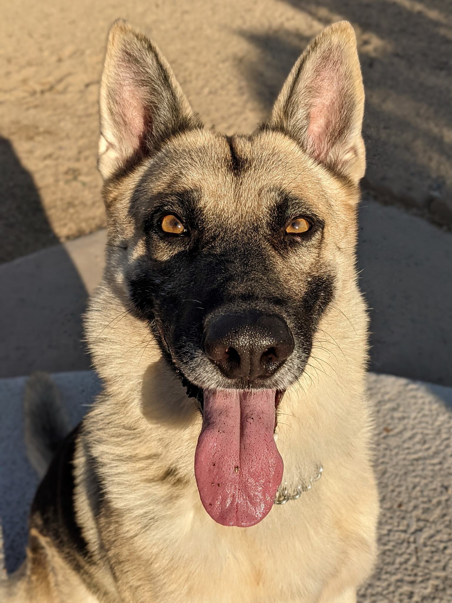 Cosmo, an adoptable German Shepherd Dog in Glendale, AZ, 85308 | Photo Image 3