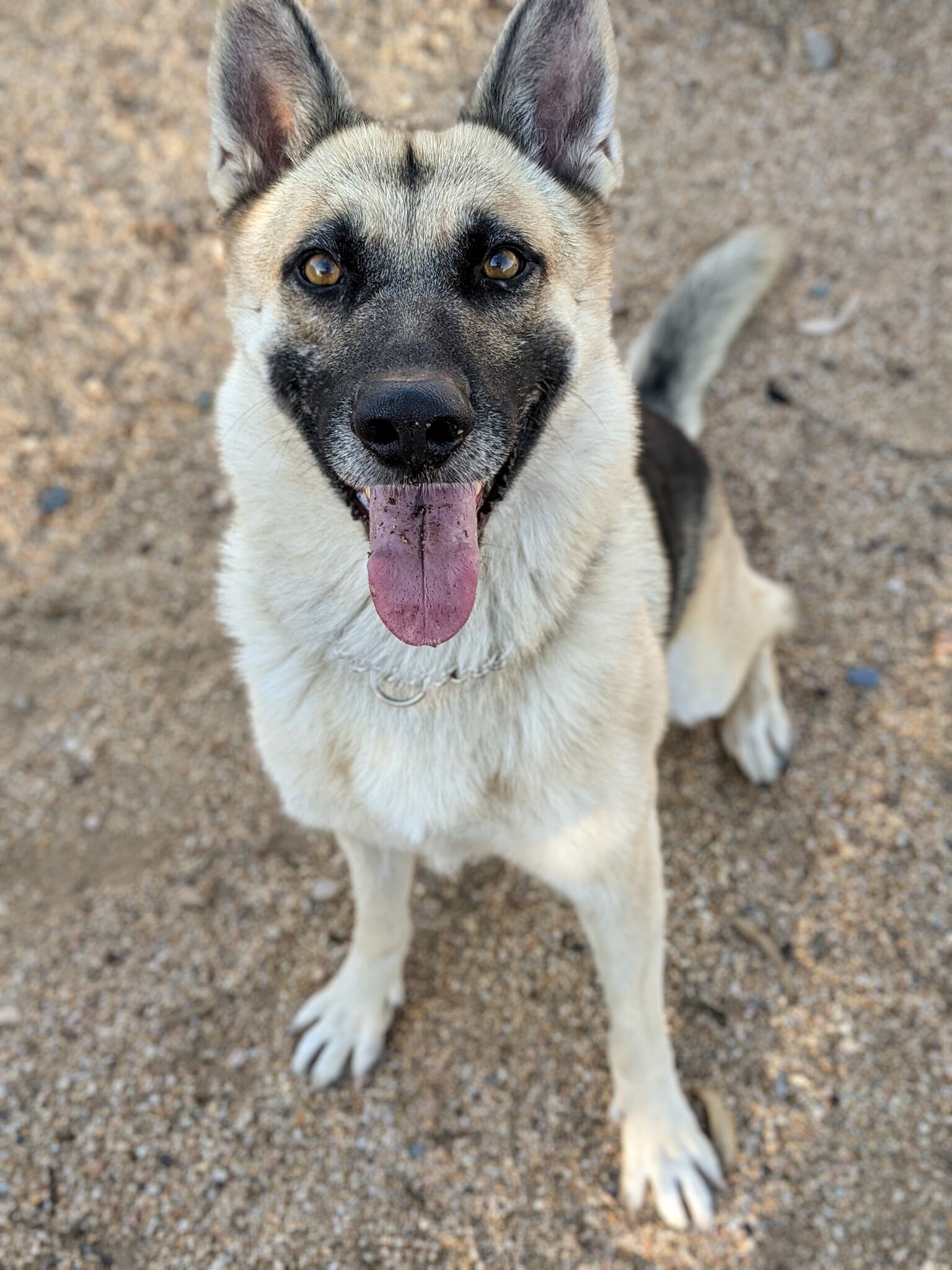 Cosmo, an adoptable German Shepherd Dog in Glendale, AZ, 85308 | Photo Image 4