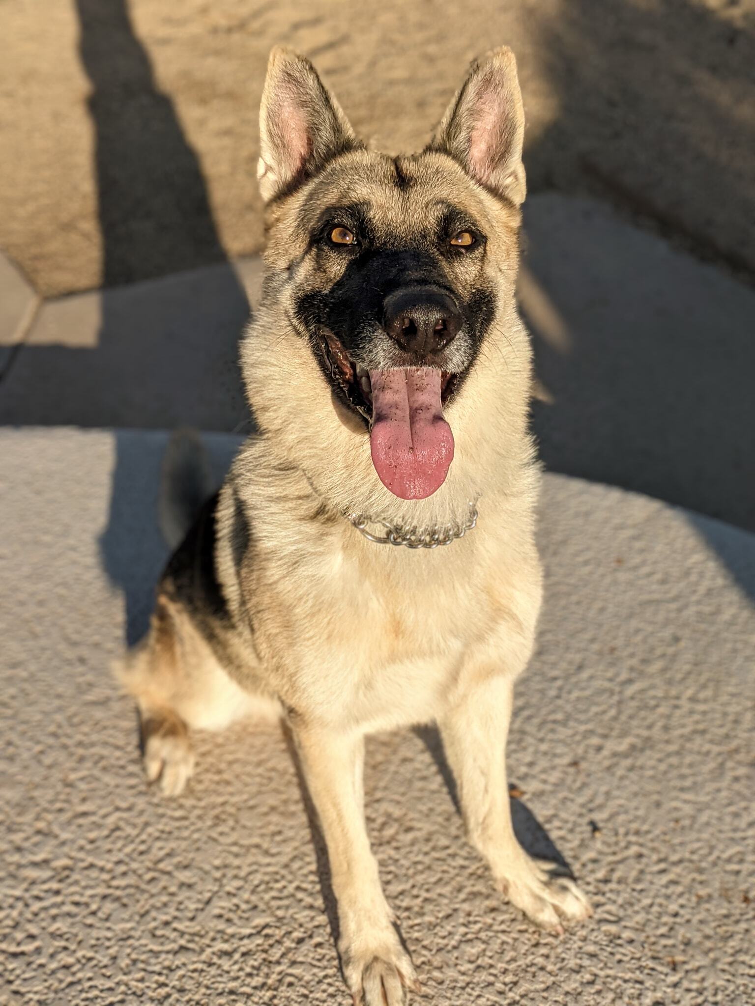 Cosmo, an adoptable German Shepherd Dog in Glendale, AZ, 85308 | Photo Image 5