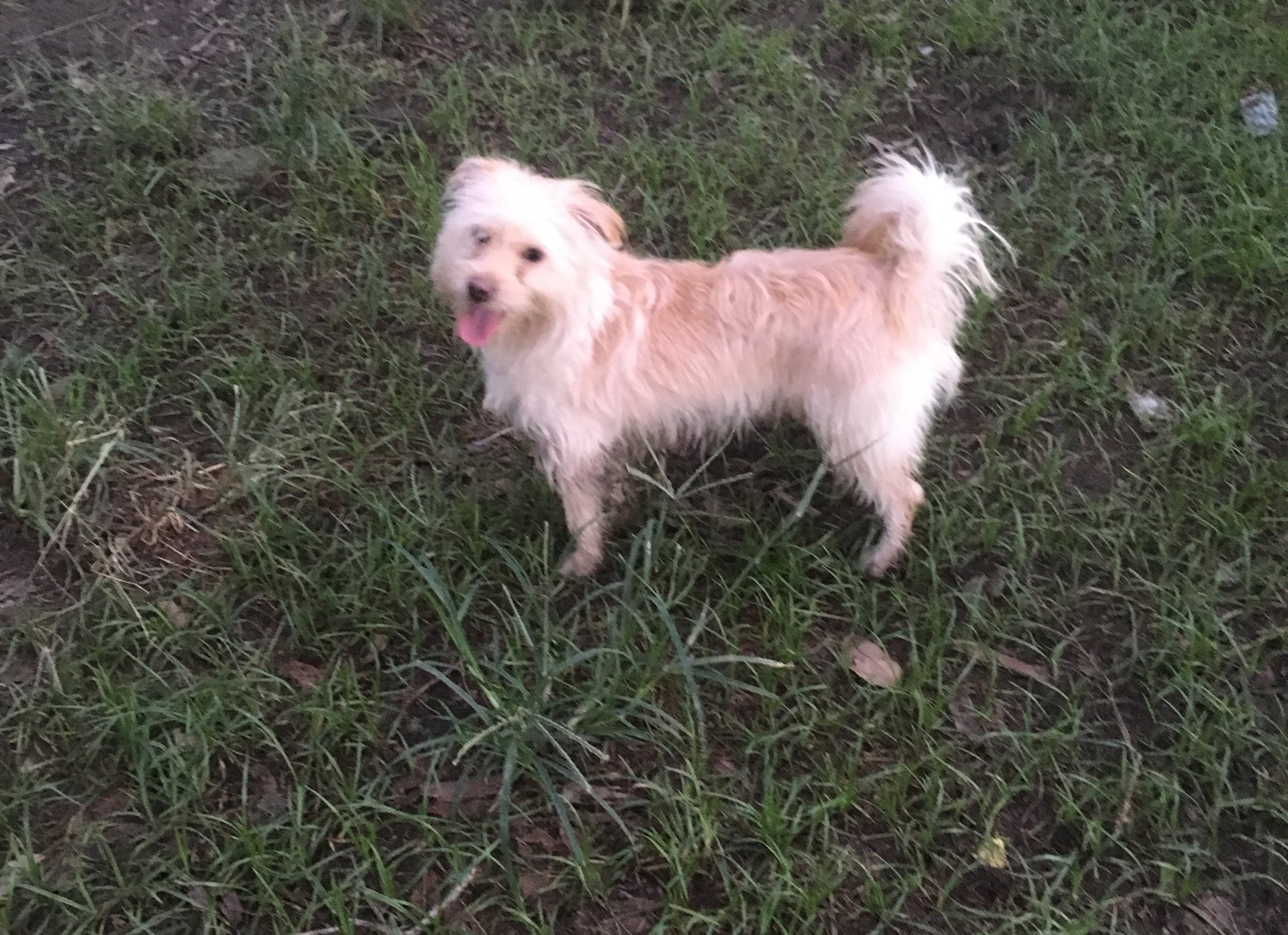 Yorkshire terrier hot sale cross westie