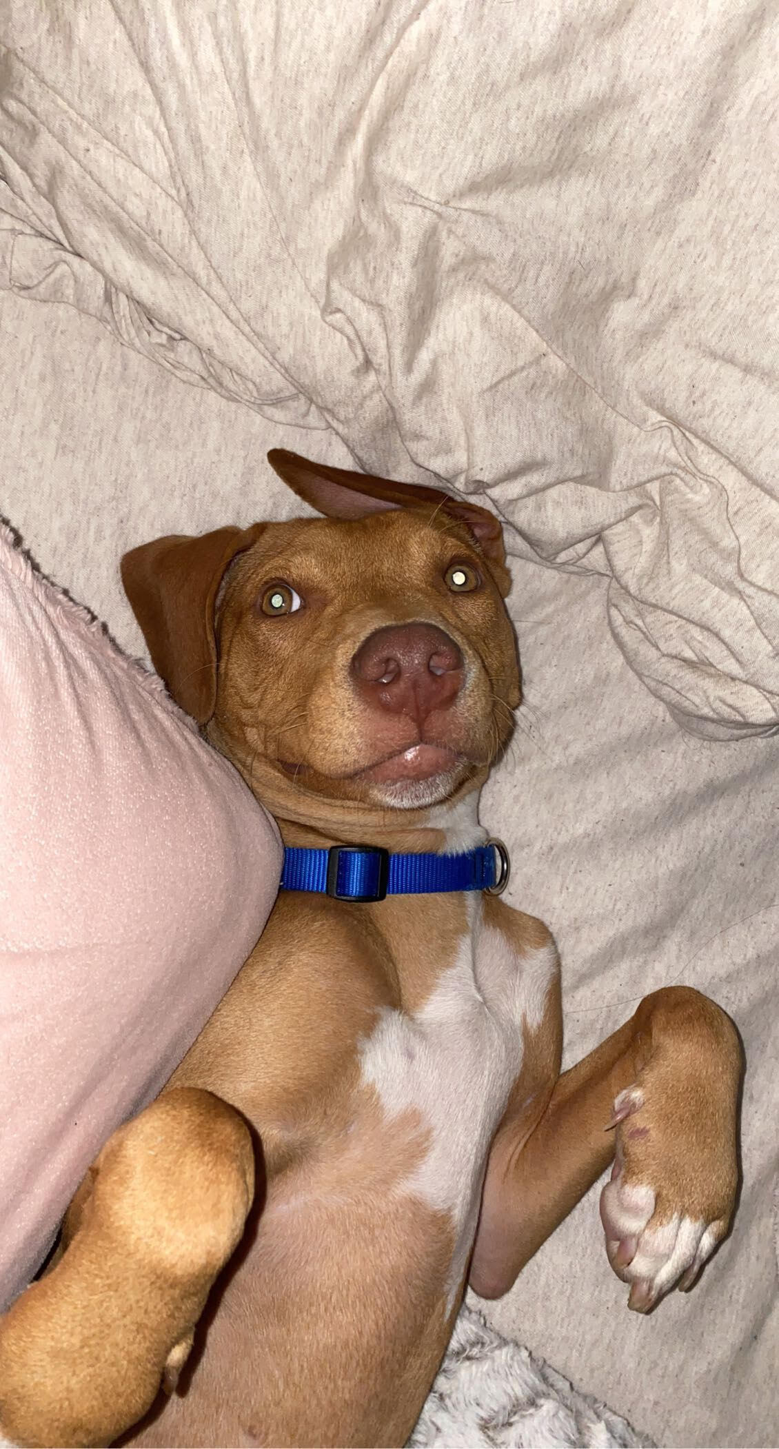 Pop(in a foster home), an adoptable American Bulldog in Baton Rouge, LA, 70820 | Photo Image 1