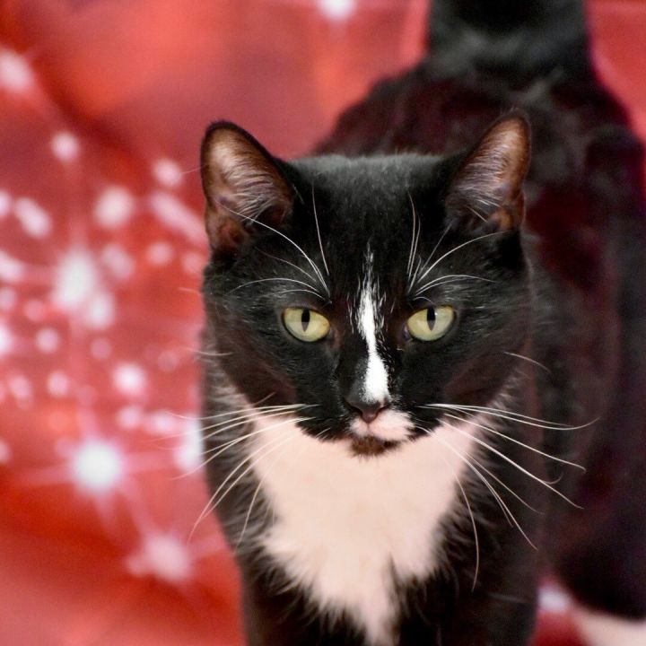 Mittens, an adoptable Domestic Short Hair in Bethesda, MD_image-2