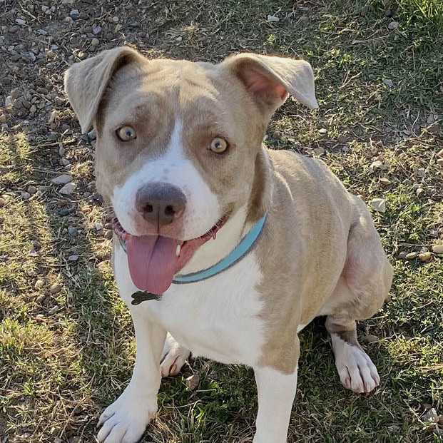 Dog for adoption - Beatrice, a Pit Bull Terrier & Retriever Mix in ...