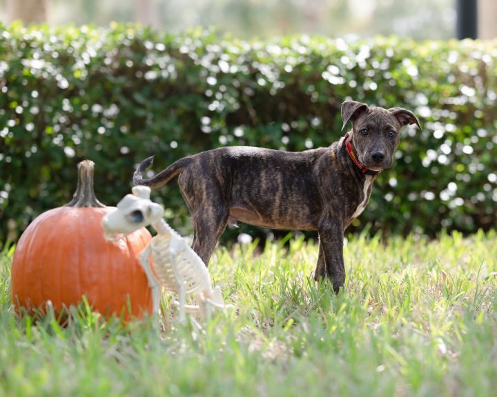 Geo, an adopted Labrador Retriever & Black Mouth Cur Mix in Saint Augustine, FL_image-3