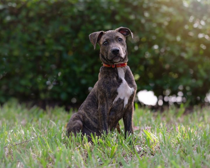 Geo, an adopted Labrador Retriever & Black Mouth Cur Mix in Saint Augustine, FL_image-1