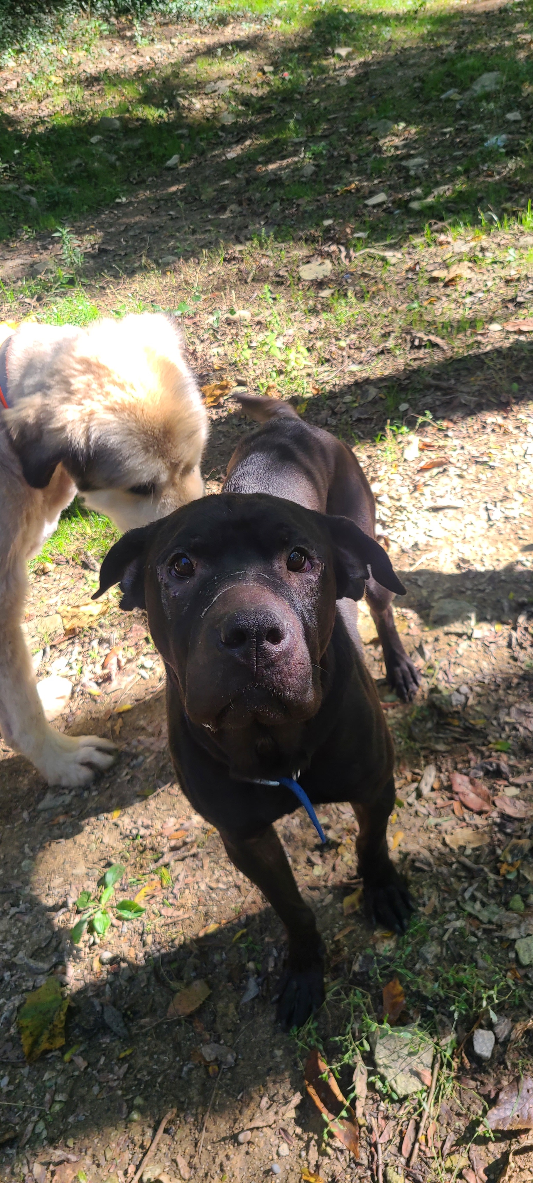 Luke, an adoptable Shar-Pei, Labrador Retriever in Cincinnati, OH, 45255 | Photo Image 1