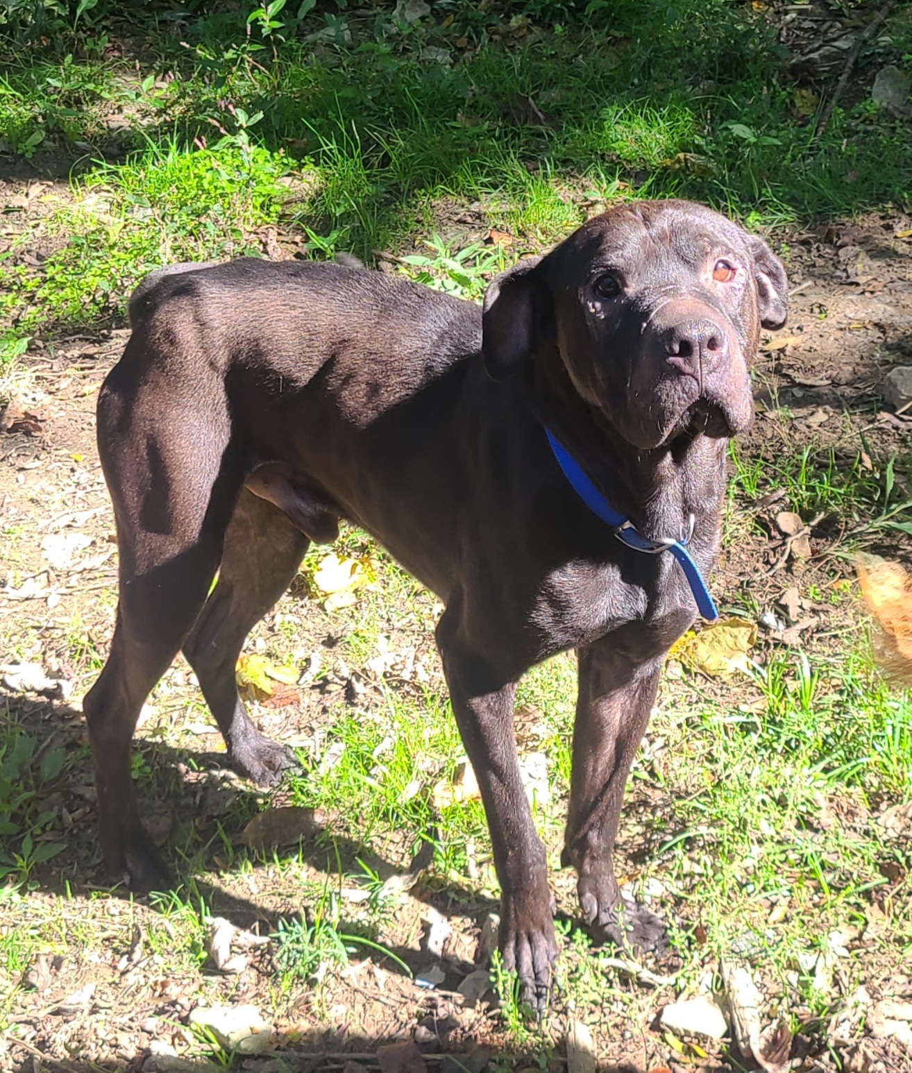 Luke, an adoptable Shar-Pei, Labrador Retriever in Cincinnati, OH, 45255 | Photo Image 2
