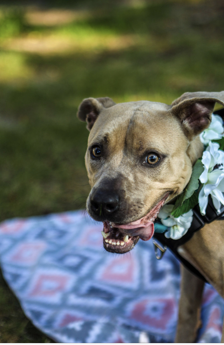 Nova , an adoptable American Staffordshire Terrier, Pit Bull Terrier in Allen Park, MI, 48101 | Photo Image 1