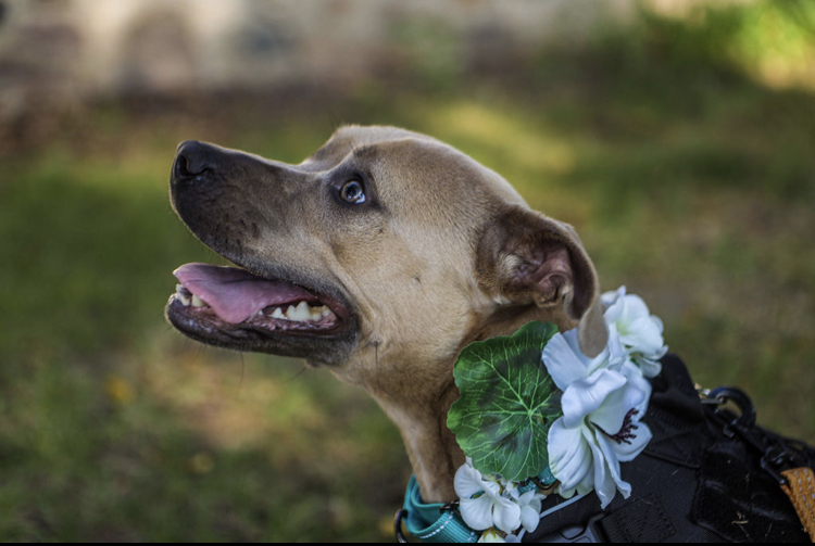 Nova , an adoptable American Staffordshire Terrier, Pit Bull Terrier in Allen Park, MI, 48101 | Photo Image 2