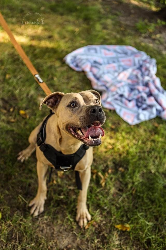 Nova , an adoptable American Staffordshire Terrier, Pit Bull Terrier in Allen Park, MI, 48101 | Photo Image 4