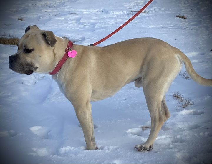 Loki, an adopted American Bully Mix in Ridgway, CO_image-2